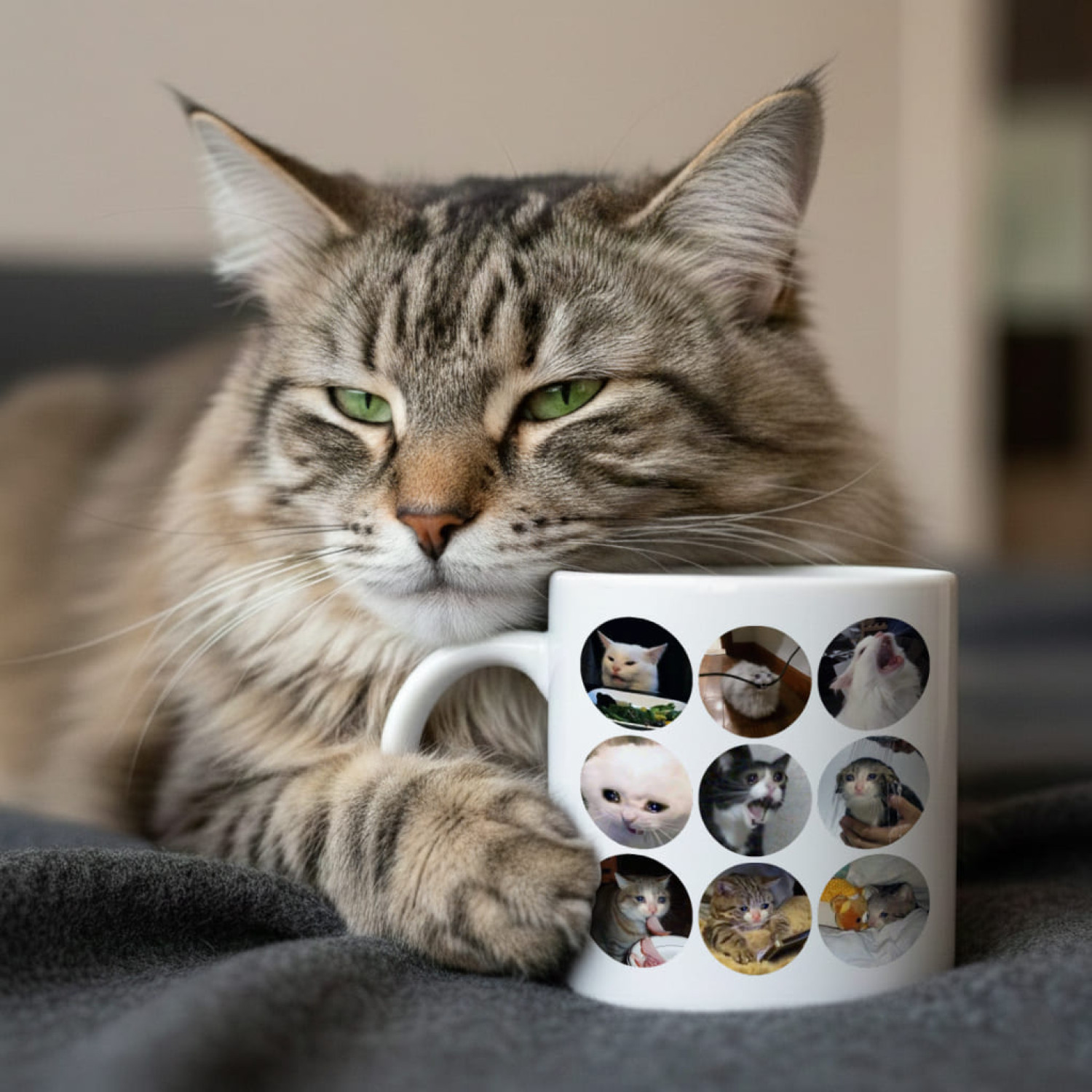 Кружка Меми з котиками
